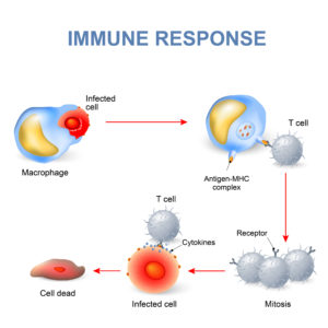 免疫の構造